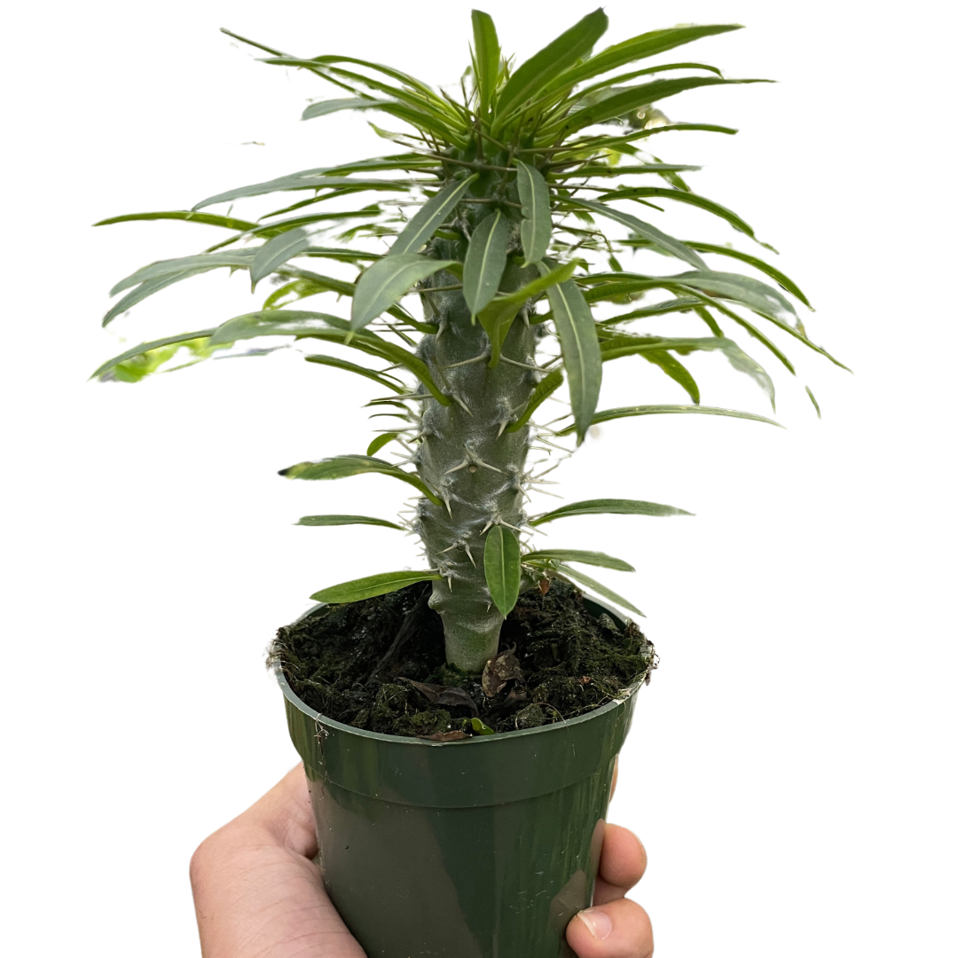 Pachypodium 'lamerei' (Madagascar Palm) indoor house plant