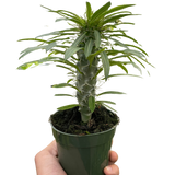 Pachypodium 'lamerei' (Madagascar Palm) indoor house plant