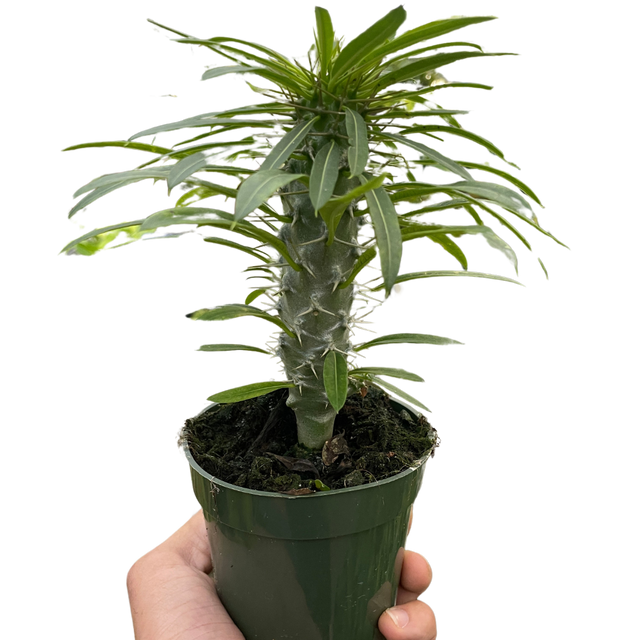 Pachypodium 'lamerei' (Madagascar Palm) indoor house plant