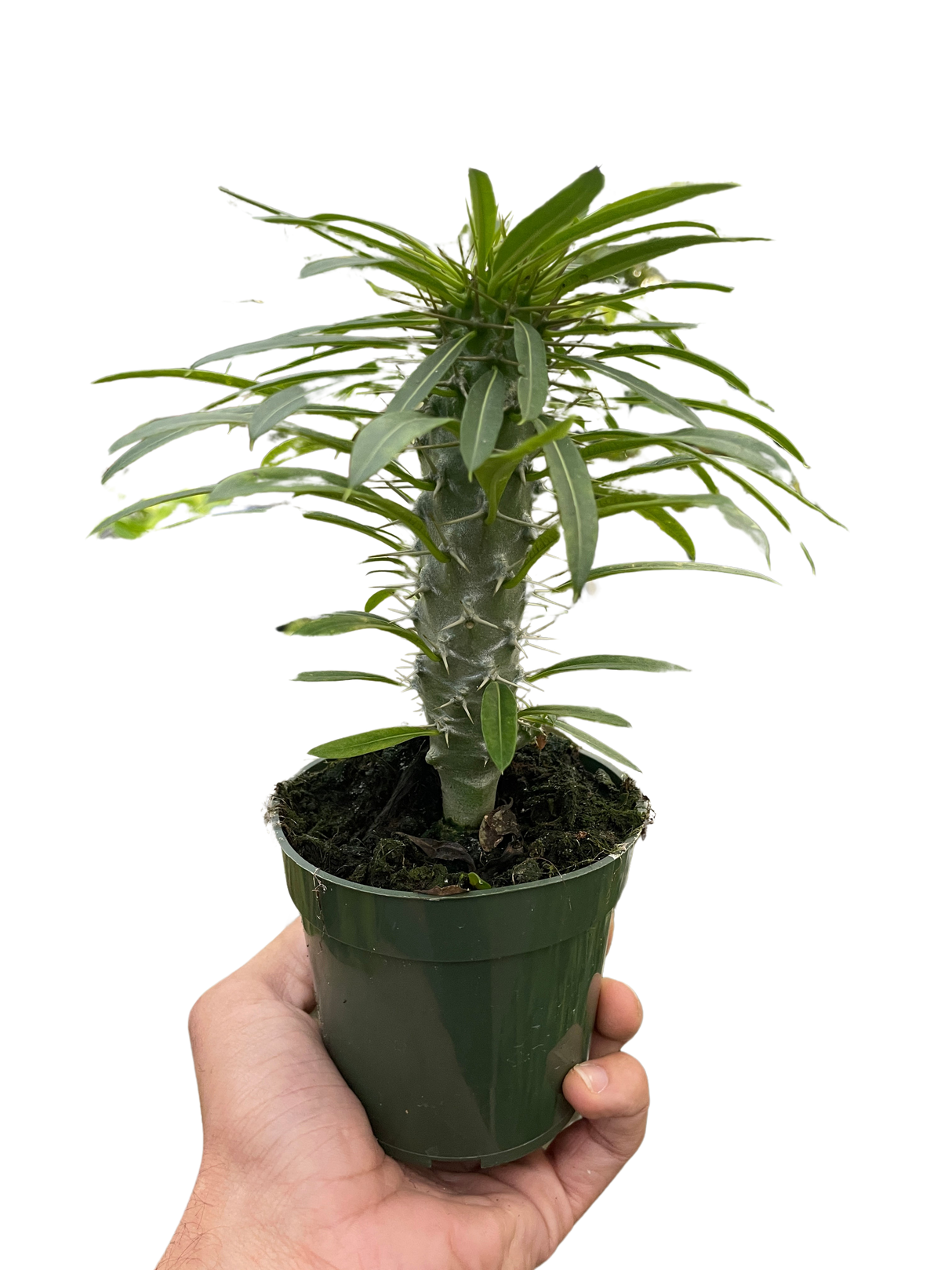 Pachypodium 'lamerei' (Madagascar Palm) indoor house plant