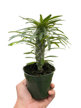 Pachypodium 'lamerei' (Madagascar Palm) indoor house plant