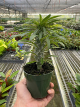 Pachypodium 'lamerei' (Madagascar Palm) indoor house plant