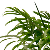 Parlor Palm indoor house plant