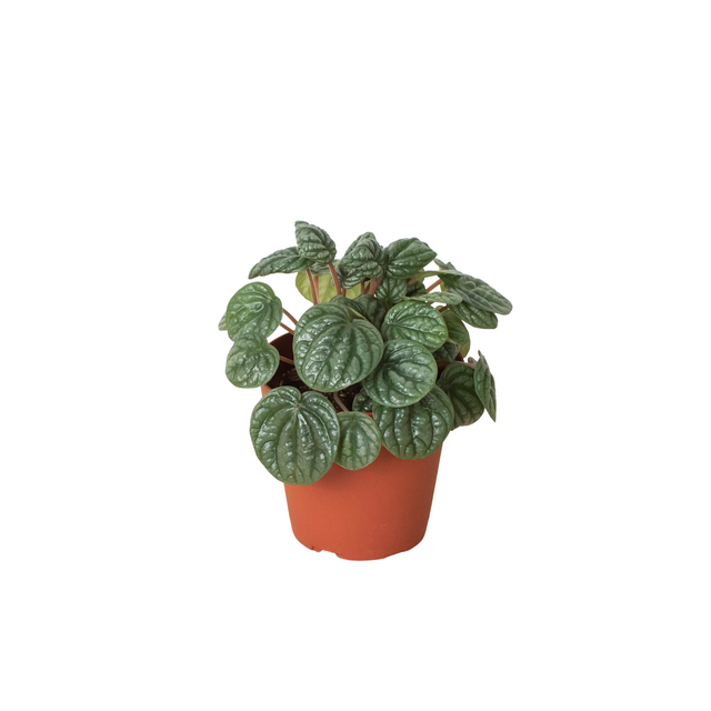 Peperomia 'Burbella' indoor house plant