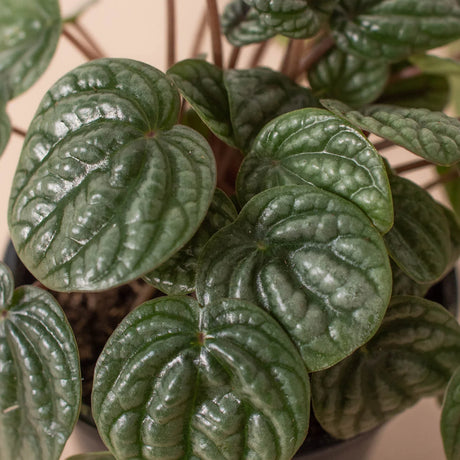 Peperomia 'Burbella' indoor house plant