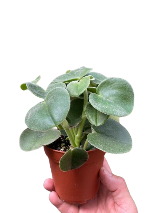 Peperomia 'Felted' indoor house plant