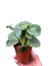 Peperomia 'Felted' indoor house plant