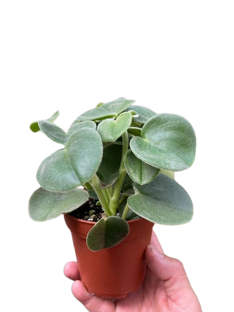 Peperomia 'Felted' indoor house plant