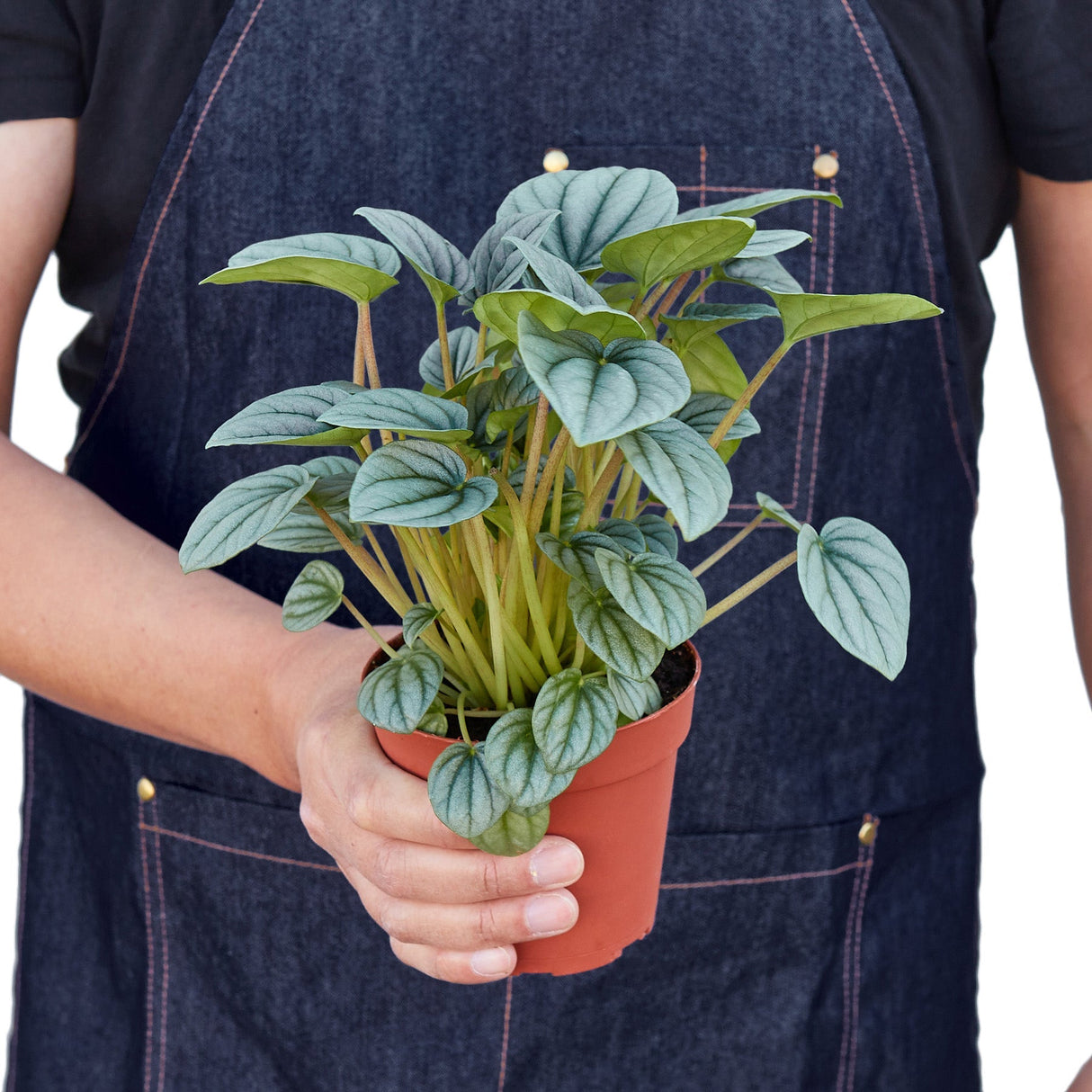 Peperomia 'Frost' indoor houseplant