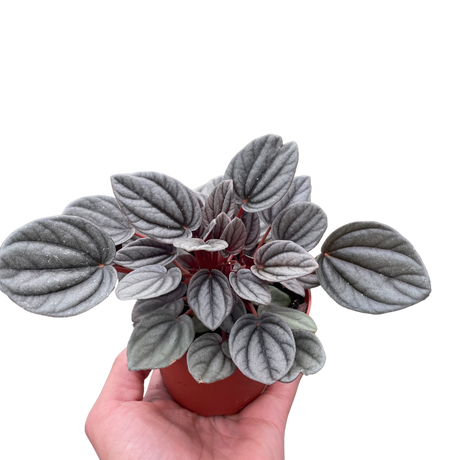 Peperomia 'Mendoza' indoor houseplant