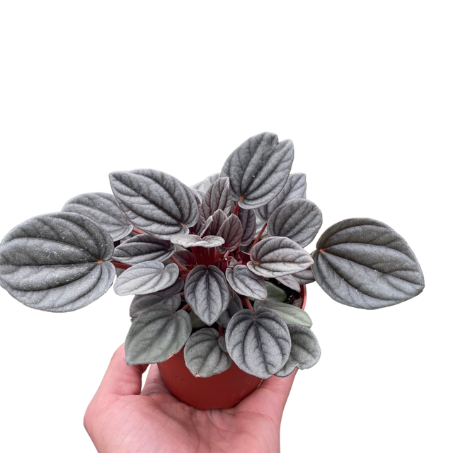 Peperomia 'Mendoza' indoor houseplant