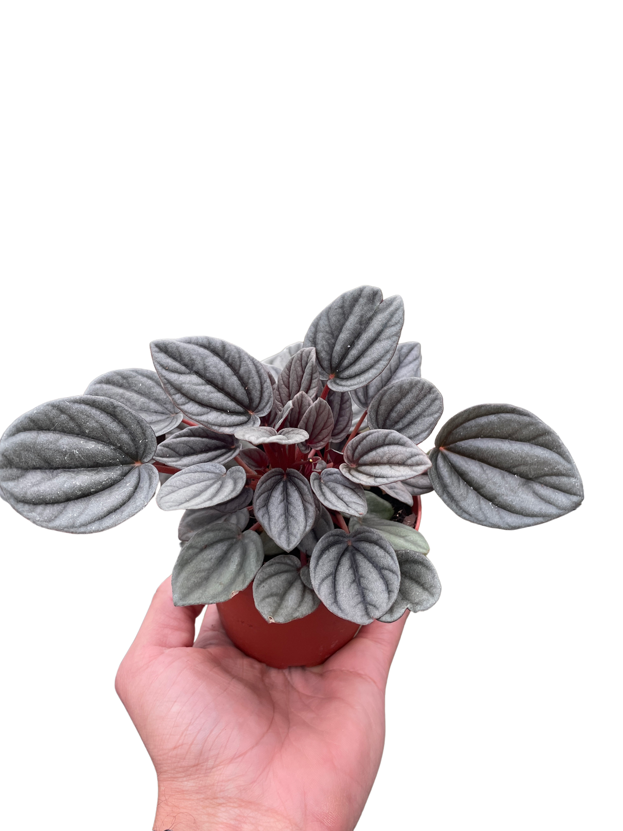 Peperomia 'Mendoza' indoor houseplant