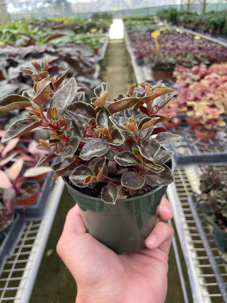 Peperomia 'Metallica' indoor houseplant