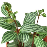 Peperomia 'Parallel' indoor houseplant