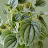 Peperomia 'Frost' indoor houseplant