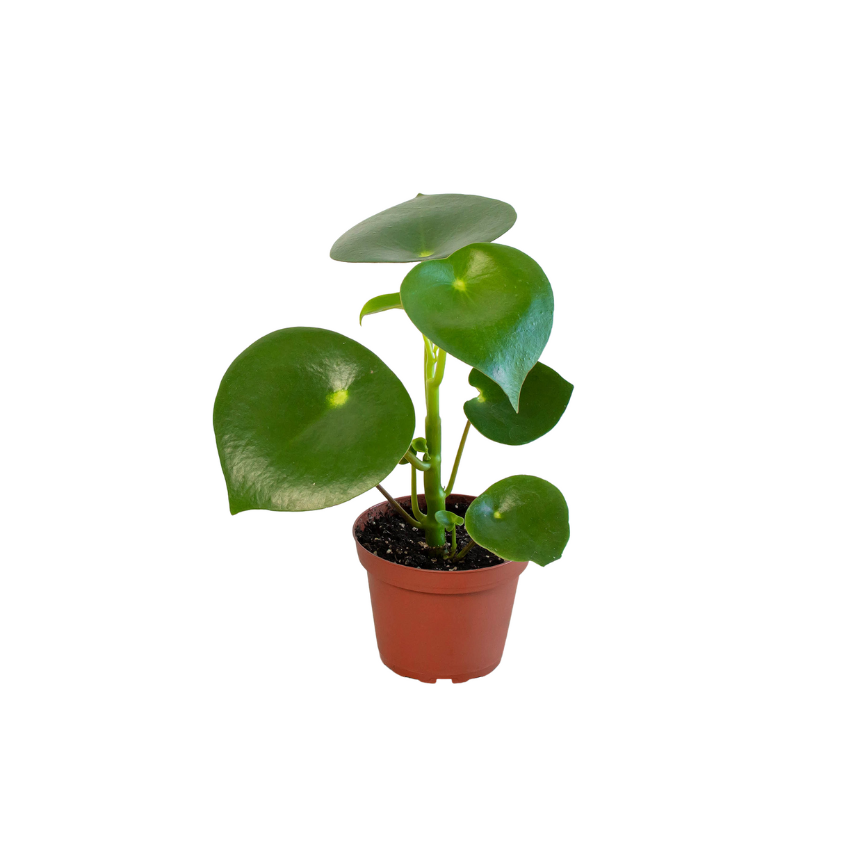 Peperomia 'Raindrop' - 4" Pot indoor houseplant