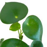 Peperomia 'Raindrop' - 4" Pot indoor houseplant