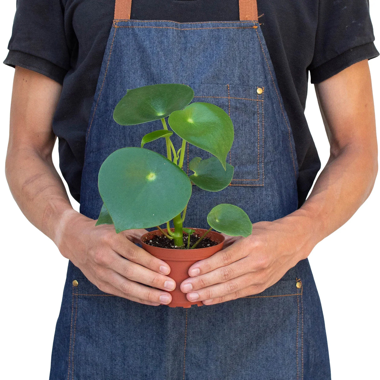 Peperomia 'Raindrop' - 4" Pot indoor houseplant