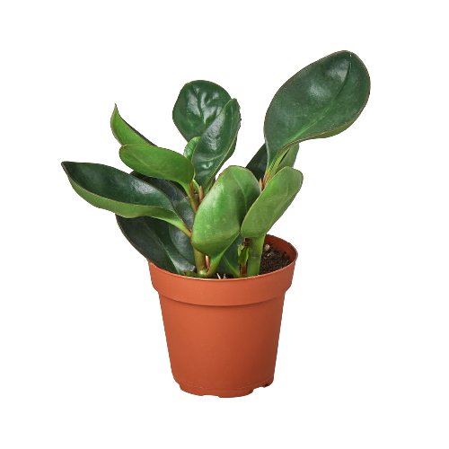 Peperomia Red Edge indoor houseplant