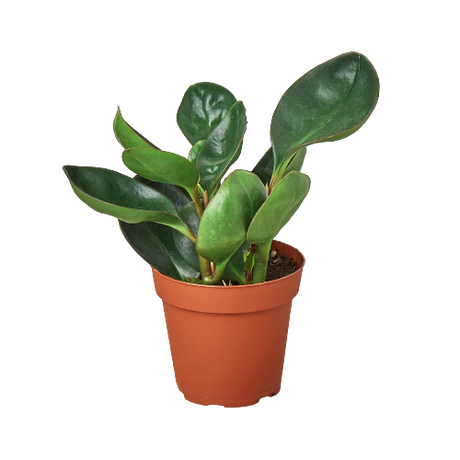 Peperomia Red Edge indoor houseplant