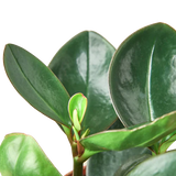 Peperomia Red Edge indoor houseplant