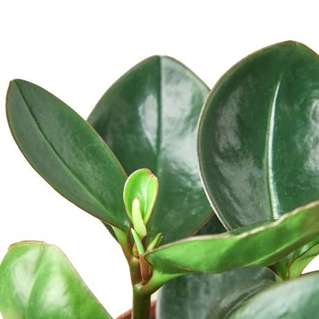 Peperomia Red Edge indoor houseplant