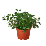 Peperomia 'Glabella' indoor houseplant