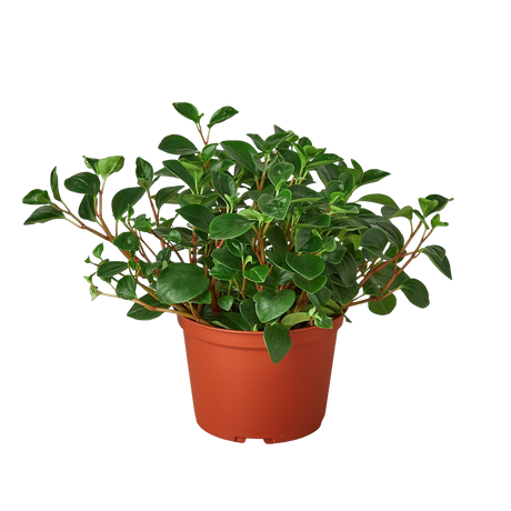 Peperomia 'Glabella' indoor houseplant