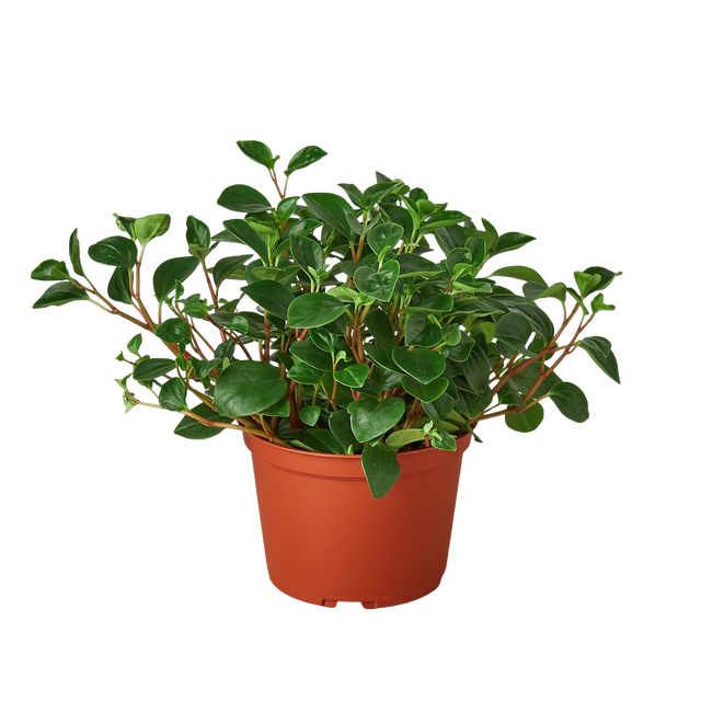 Peperomia 'Glabella' indoor houseplant