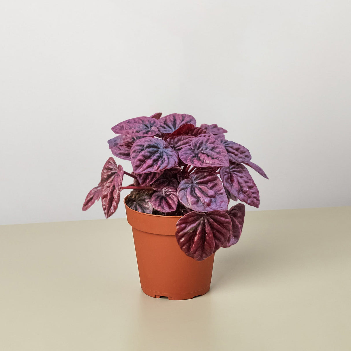 Peperomia 'Ripple Red' indoor houseplant