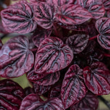 Peperomia 'Ripple Red' indoor houseplant