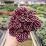 Peperomia 'Ripple Red' indoor houseplant