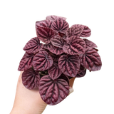 Peperomia 'Ripple Red' indoor houseplant