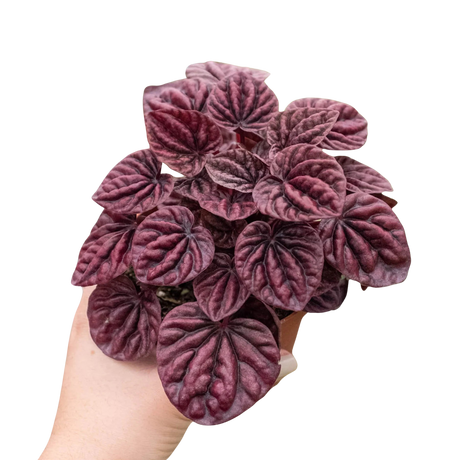 Peperomia 'Ripple Red' indoor houseplant