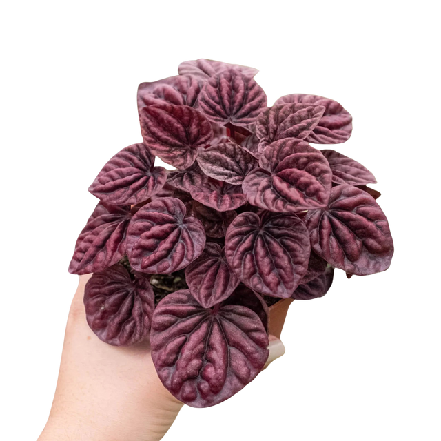 Peperomia 'Ripple Red' indoor houseplant