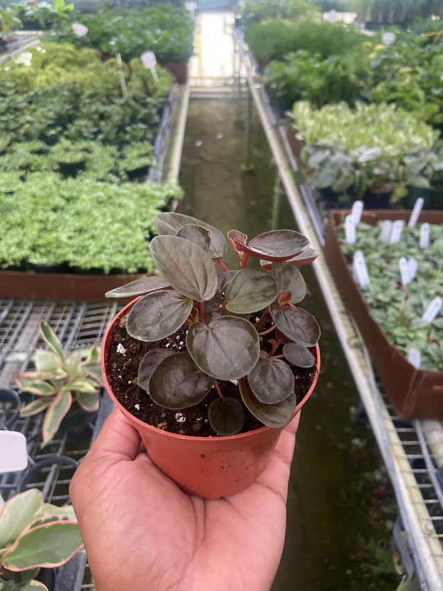 Peperomia 'Rugosa' indoor houseplant