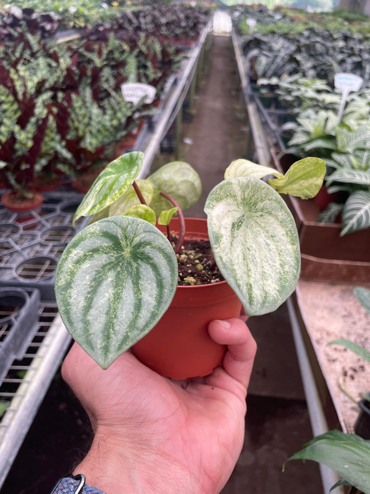 Peperomia 'Watermelon Variegated' indoor houseplant