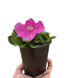 Petunia indoor houseplant