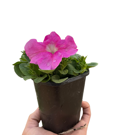 Petunia indoor houseplant