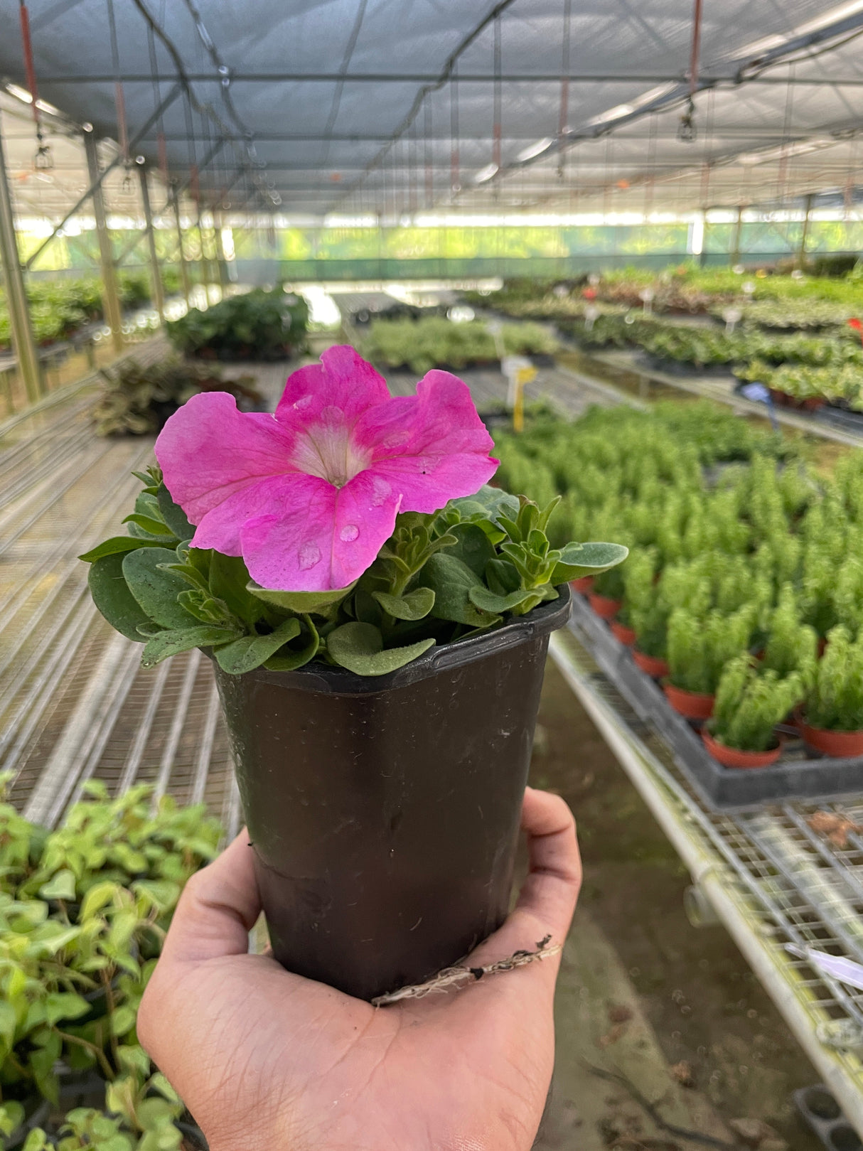 Petunia indoor houseplant