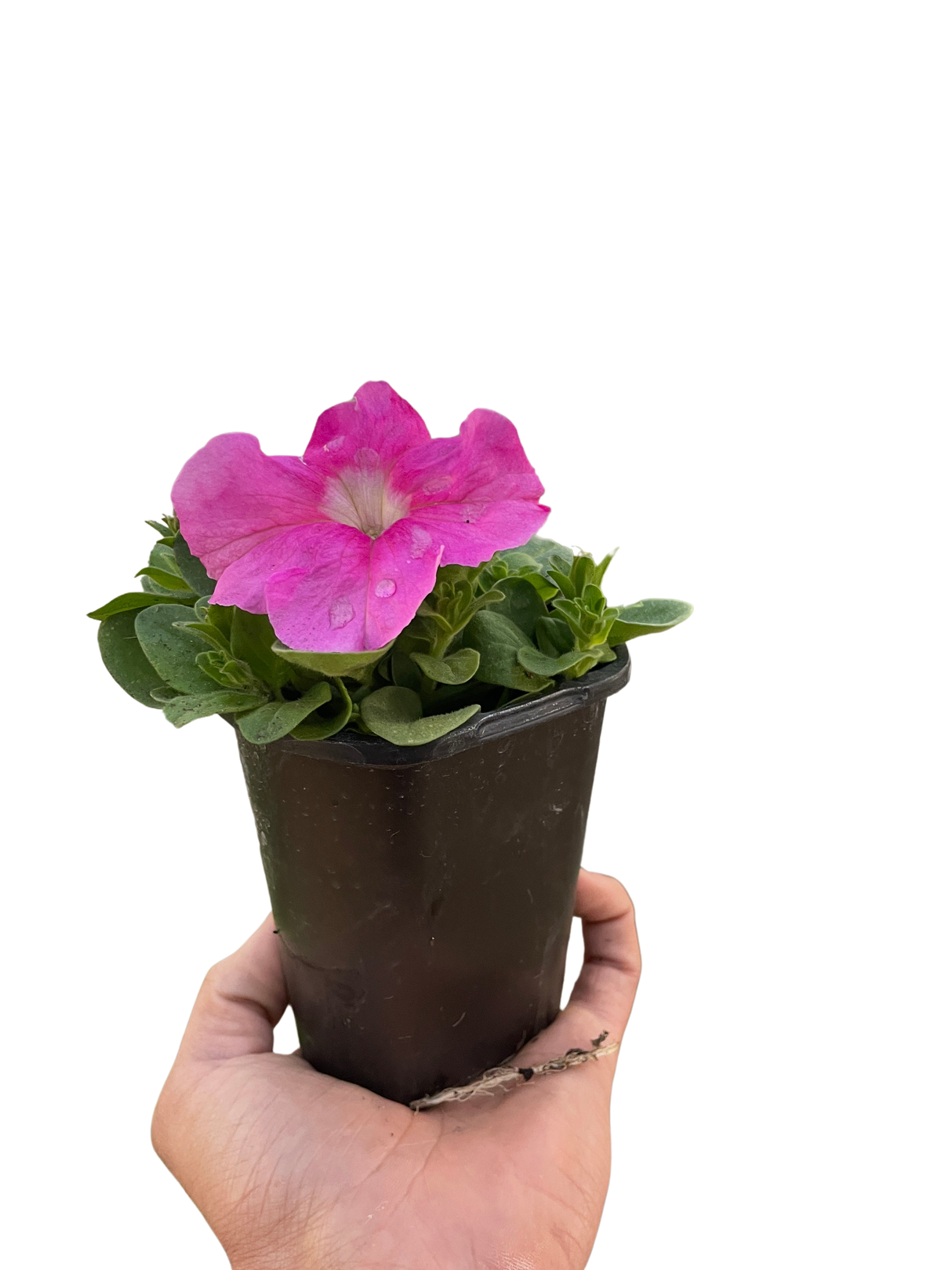 Petunia indoor houseplant