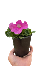 Petunia indoor houseplant