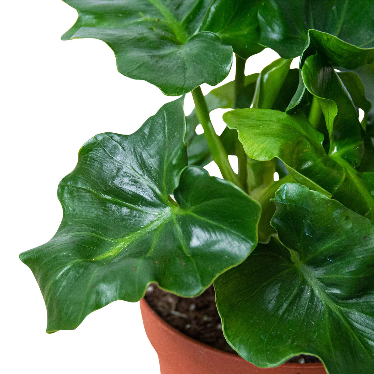 Philodendron 'Atom' indoor houseplant