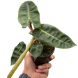 Philodendron 'Billietiae' indoor houseplant