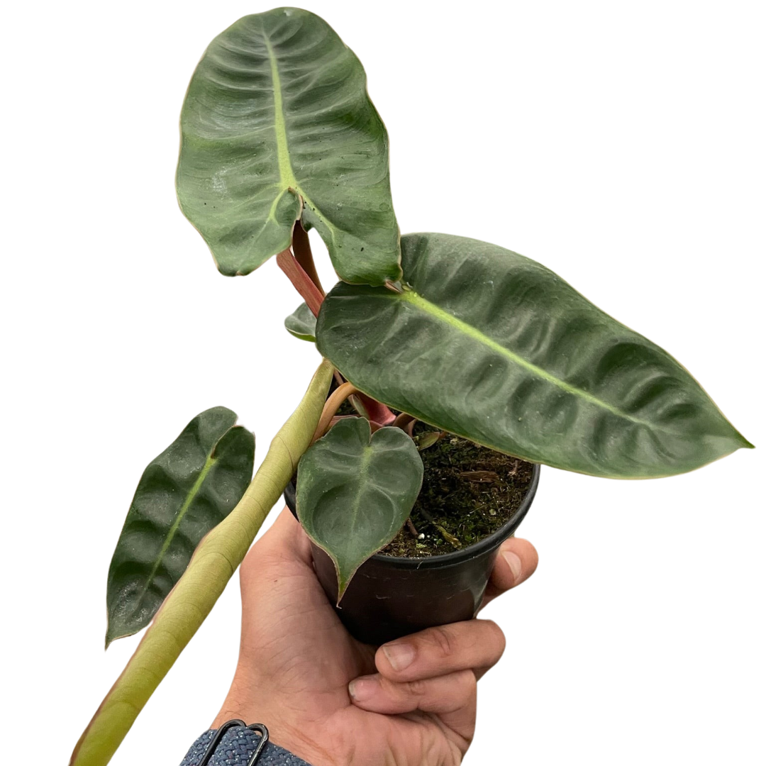 Philodendron 'Billietiae' indoor houseplant