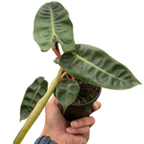 Philodendron 'Billietiae' indoor houseplant