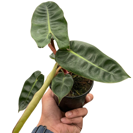 Philodendron 'Billietiae' indoor houseplant