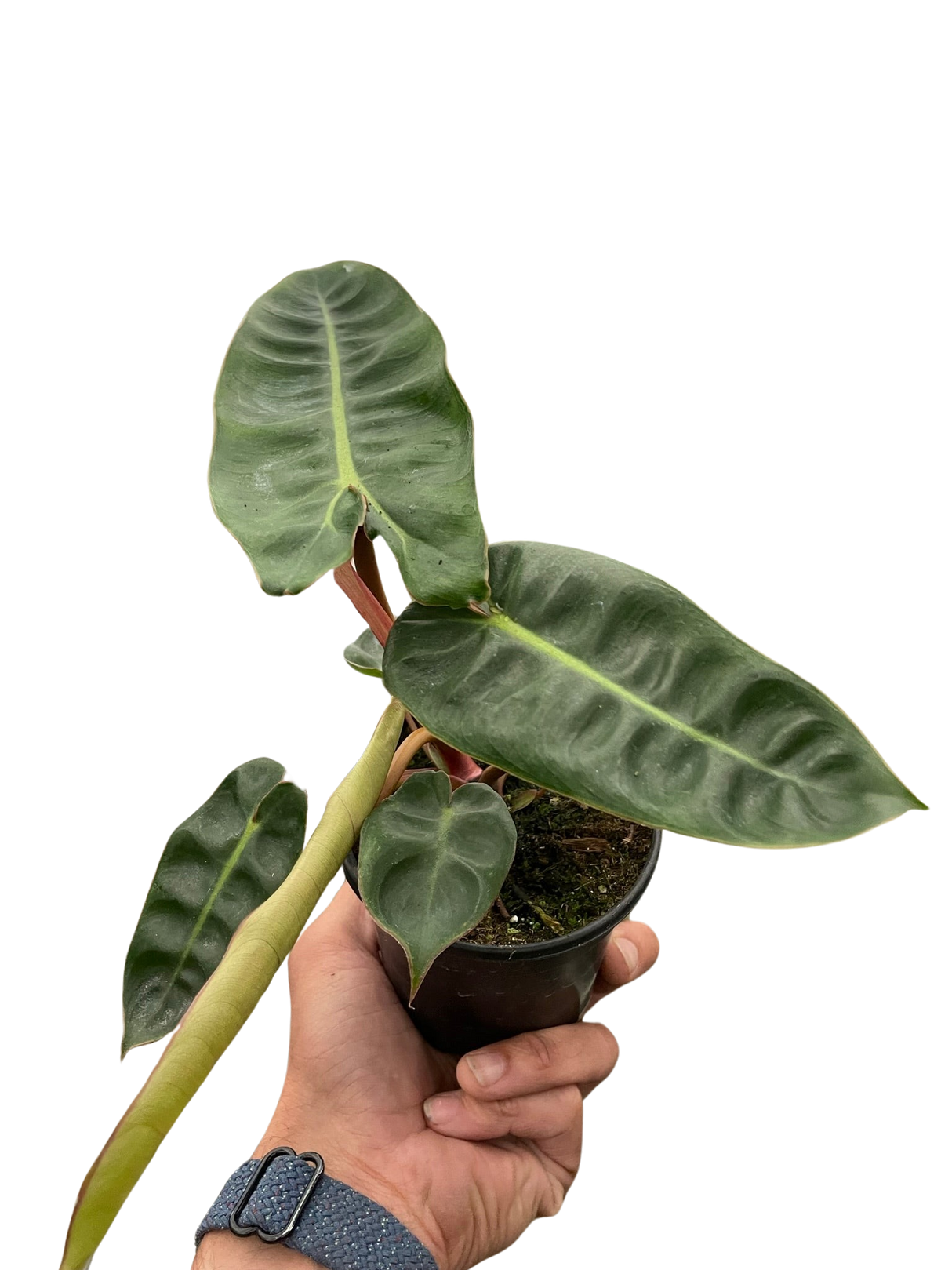 Philodendron 'Billietiae' indoor houseplant