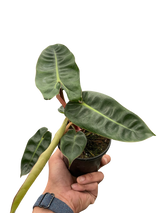 Philodendron 'Billietiae' indoor houseplant