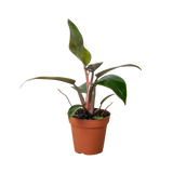 Philodendron 'Birkin Pink' indoor houseplant